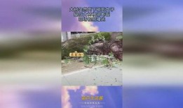 大树爆料视频完整版下载,完整版视频下载全解析