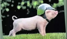 猪吃蜜瓜视频在线观看免费